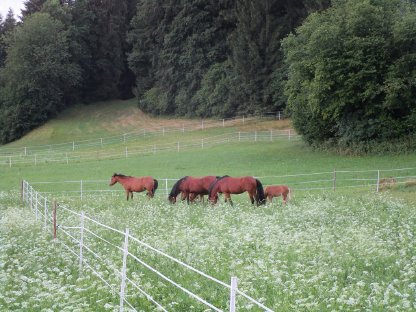 Suche Ponystute