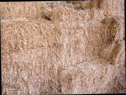 Bild 2:Stroh in Kleinballen