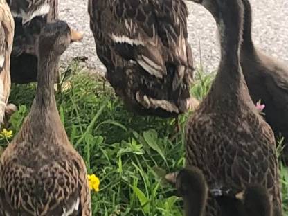 Enten, Laufenten
