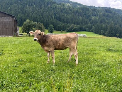 Bild 4:Bio Braunvieh Jungkalbin