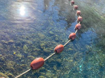 Bild 8:Saibling, Setzlinge, Elsässer Saibling, Besatzfische