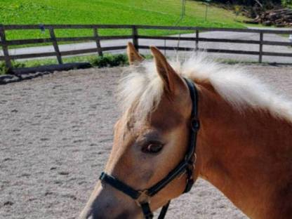 Tiroler Haflinger Wallach, Hengst, Jährling