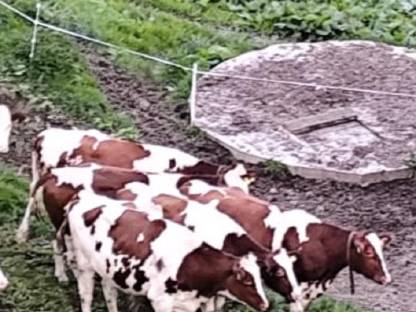 Suche Holstein Kalbinnen