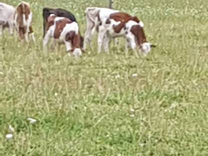 Stierkalb
