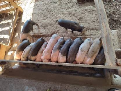 Ferkel