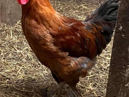 Bild 3:Verschiedene Hähne