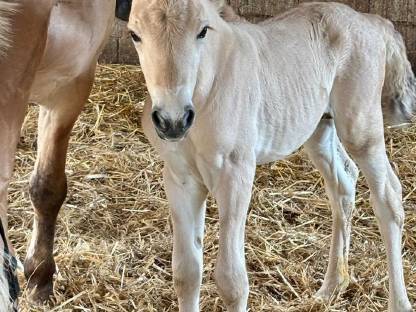 Bild 2:Zwei Fjordhengstfohlen aus 2025 – zutraulich und kerngesund
