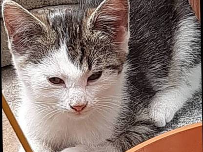 Babykatzen vom Bauernhof, 10 Wochen alt