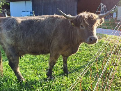 Bild 2:Kleine dunfarbe Hochlandrind Kuh mit Stierkalb zum verkaufen