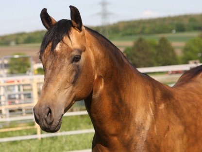 Bild 5:Quarter Horse Deckhengste