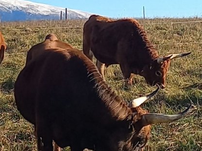 Bild 3:Cachena Jungstier, Zuchtstier