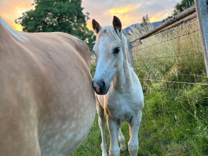Haflinger Hengstfohlen