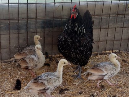 Bild 5:Schwarzflügelpfau  Verkauft