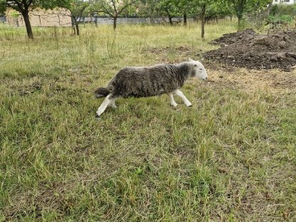 Bild 4:Reinrassige Herdwick Schafe zu verkaufen