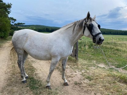 Bild 3:Sanfte Hobby-Stute