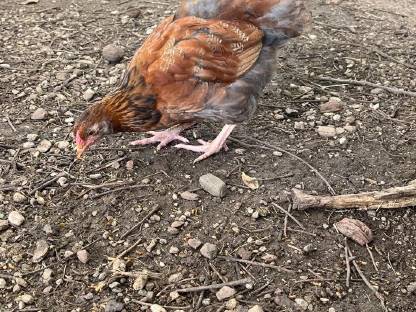 Bild 3:Sulmtaler Hahn