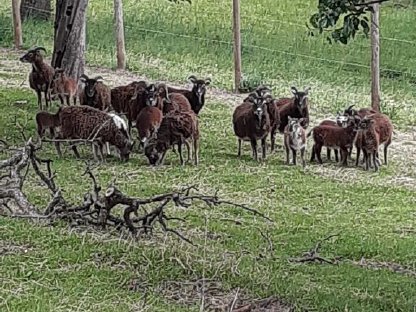 Soay Schafe