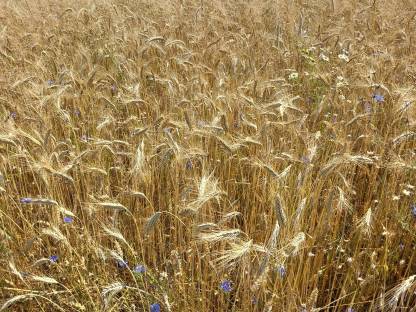 Stroh ab Feld Bio