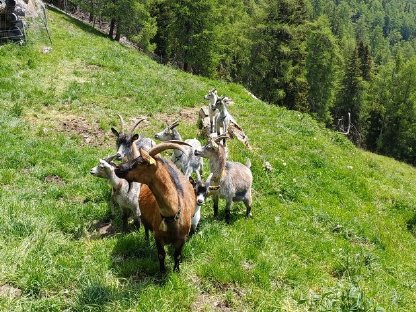 4 Geißen und 4 Kitze abzugeben