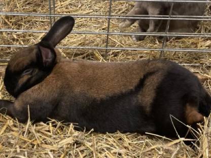 Thüringer Kaninchen zu verkaufen