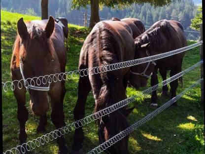 Bild 5:Noriker Fohlen Wallach Hengst Stuten