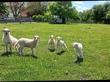 Bild 2:Waldschafe m/w abzugeben