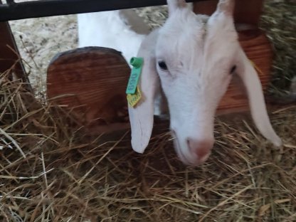 Anglonubia Jungziegen zu verkaufen