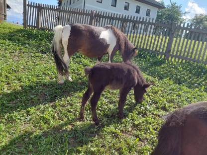 Bild 3:Pony Fohlen