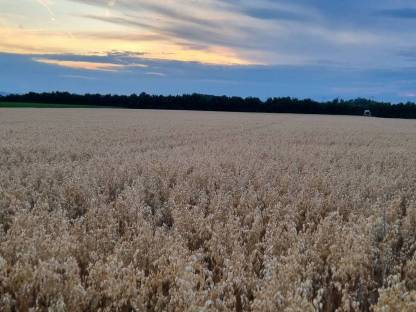 Goldhafer Sorte Perun, 2434 Pischelsdorf