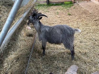 Bild 6:Blobe Ziegenböcke