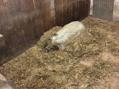 Kune Kune Schweine
