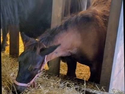 Bild 2:Glanzrapp Hengst Fohlen Zapo Schaunitz