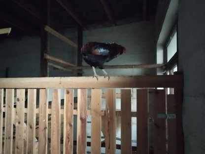 Bild 4:Hahn Hähne, Araucana, Marans