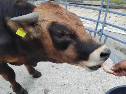 Bild 3:Murbodner Stier & Kalbinnen