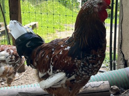 Bild 4:Reinrassige Bio-Junghähne