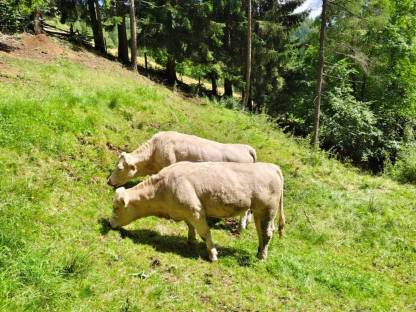 Charolais Rinder