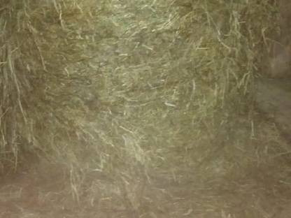 Bild 3:Siloballen 2. Schnitt