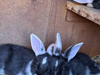 Kaninchen Rammler