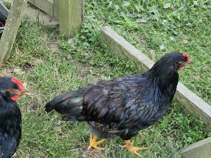 Bild 2:Große Barnevelder Hähne