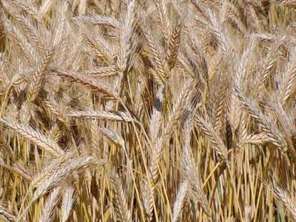 Verkaufe Triticale