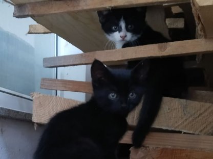 Katzenbabys