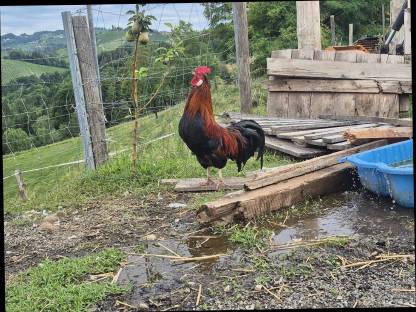 Bild 3:Altsteirer Hähne und Tagesküken