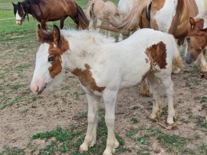 Bild 5:Tinker Fohlen, Stute