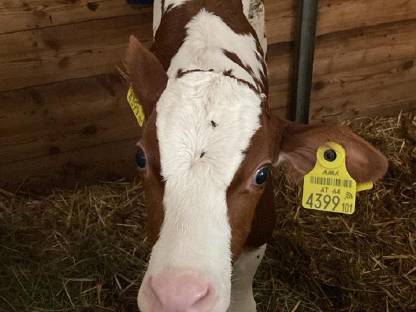 Holstein Stierkalb