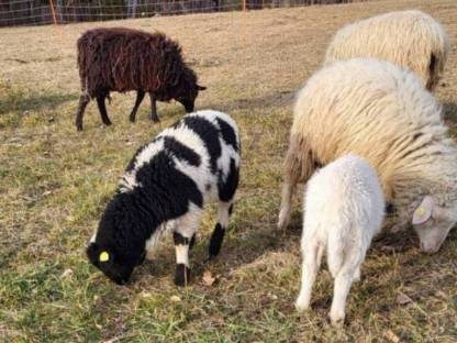 Bild 2:Waldschafe aus HB-Betrieb