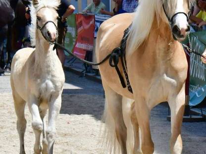 Bild 2:Ausdrucksstarkes Stutfohlen