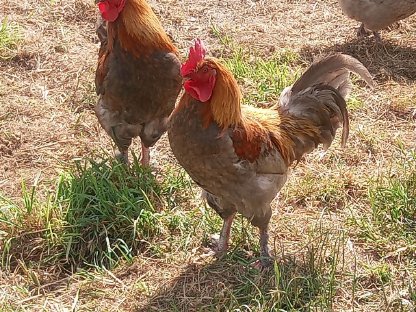 Verkaufe Marans Hähne