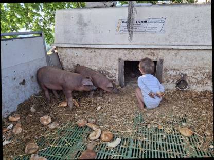 Bild 2:Duroc Ferkel