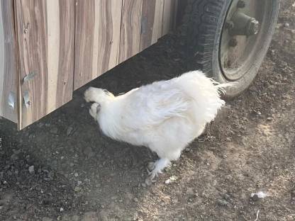 Bild 2:Seidenhuhn-Pärchen zu verkaufen
