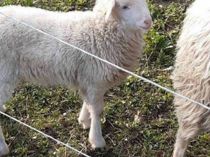 Bild 7:Bio Waldschafe